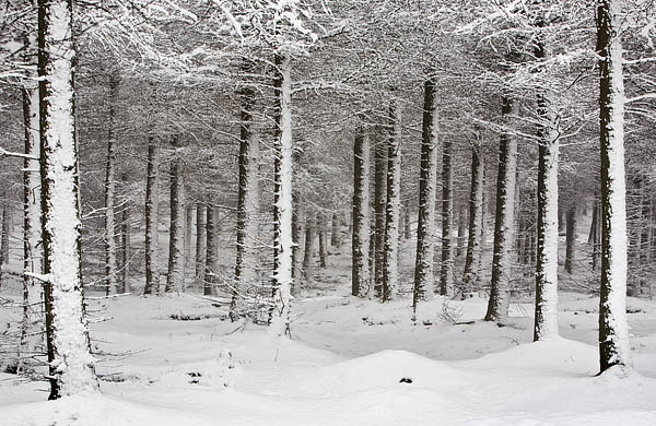 Brushes_Wood_Snow-3.jpg