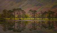 Buttermere Pines. 