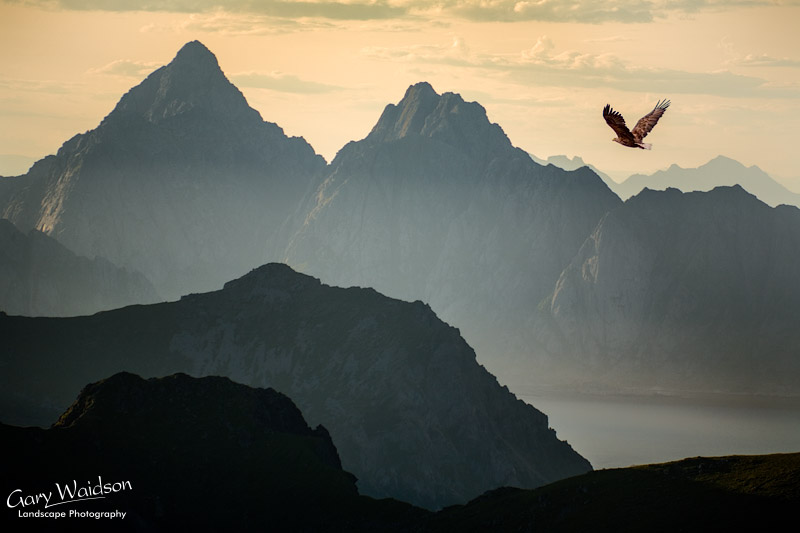 White tailed eagle over the peaks of Lofoten. Fine Art Landscape Photography by Gary Waidson