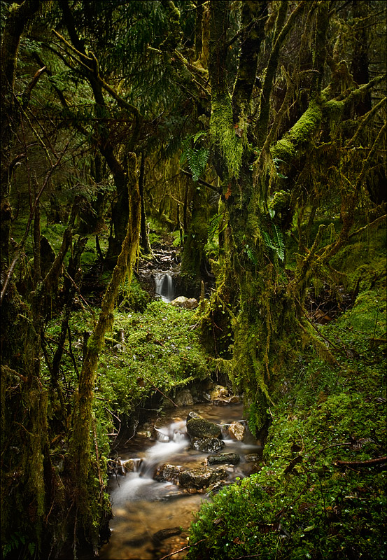 Caledonian Rain Forest. Fine Art Landscape Photography by Gary Waidson