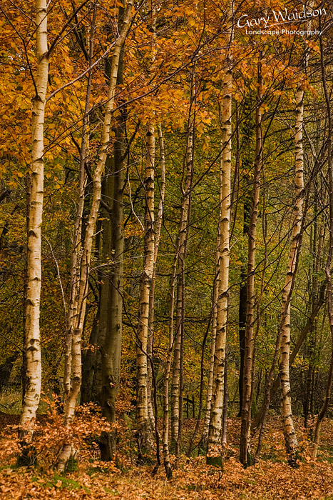 Birch trees. Landscape photography by Gary Waidson.