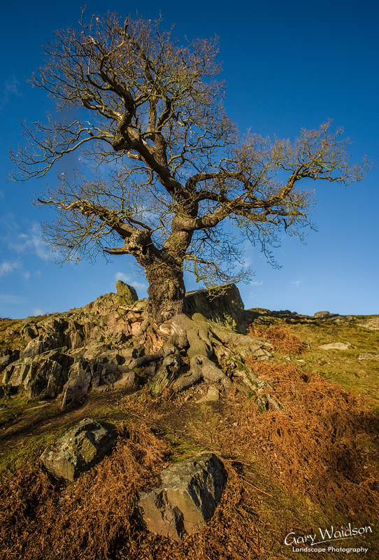 Bradgate Park, Leicestershire. Landscape photography by Gary Waidson.