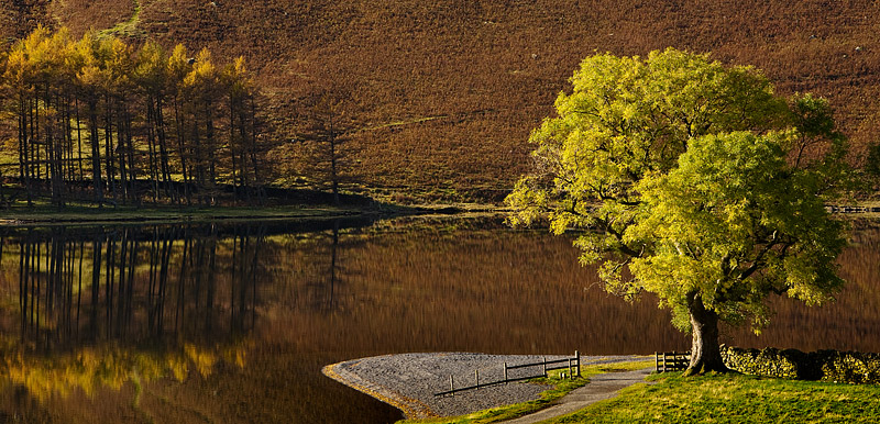 Buttermere-Tree