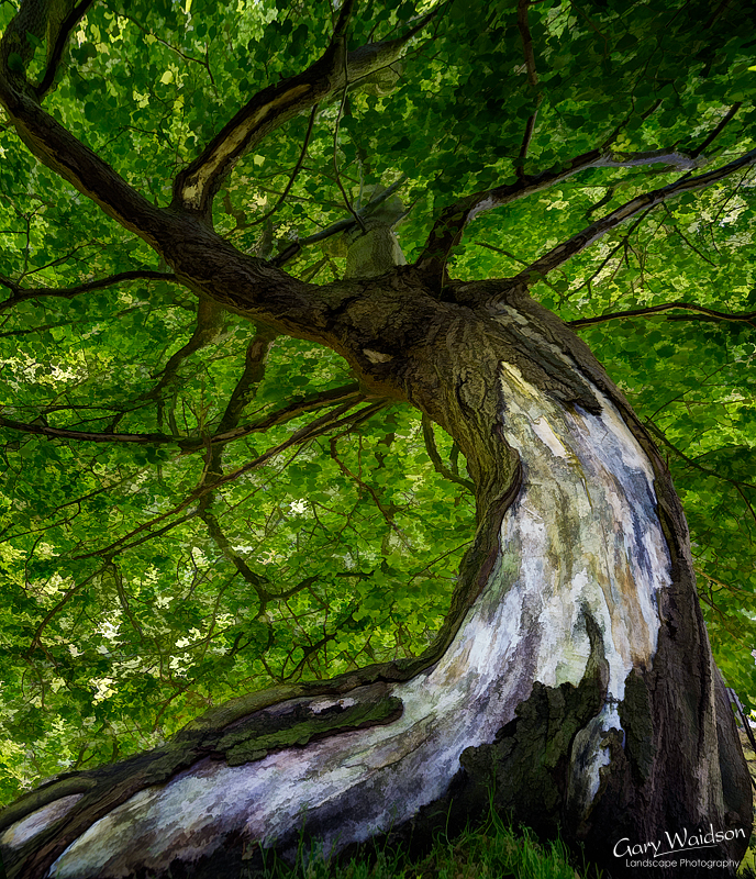 Dunham Tree Artwork. Fine Art Landscape Photography by Gary Waidson
