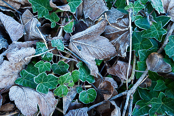 Frosted-Ivy-1