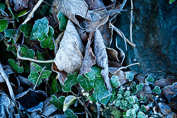 Frosted-Ivy-3