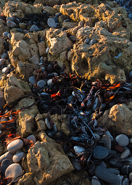 Frosted Seaweed. Fine Art Landscape Photography by Gary Waidson