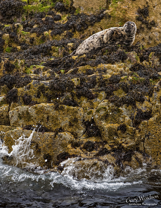 Grey Seal. Waylandscape. Fine Art Landscape Photography by Gary Waidson