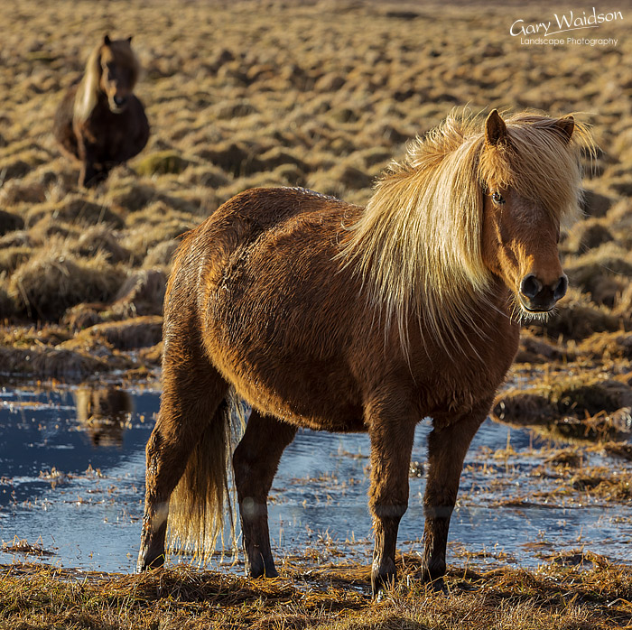 Icelandic Horses, Iceland - Photo Expeditions - © Gary Waidson - All Rights Reserved