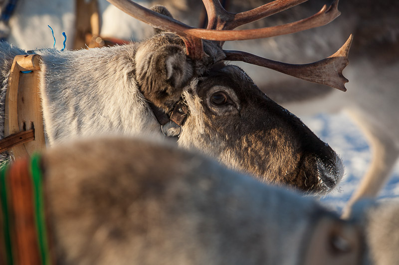 Reindeer at Jokkmokk. Fine Art Landscape Photography by Gary Waidson