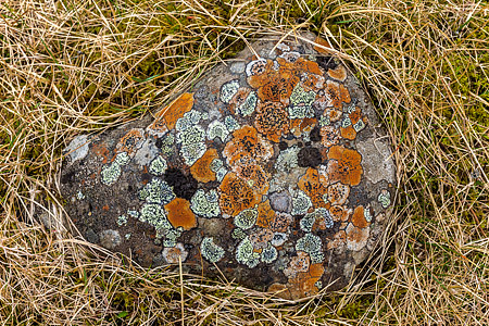 Lichen-on-Stone, Iceland - Photo Expeditions - © Gary Waidson - All Rights Reserved