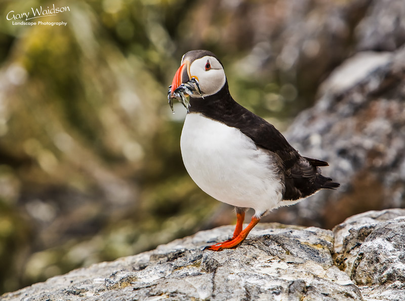 Puffin with Sandeels. Waylandscape. Fine Art Landscape Photography by Gary Waidson