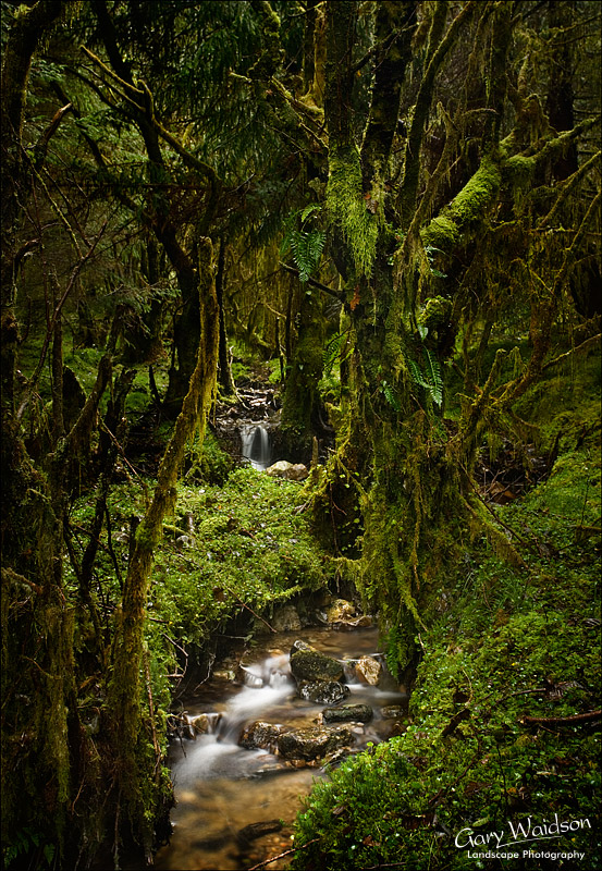 Caledonian Rain Forest. Fine Art Landscape Photography by Gary Waidson