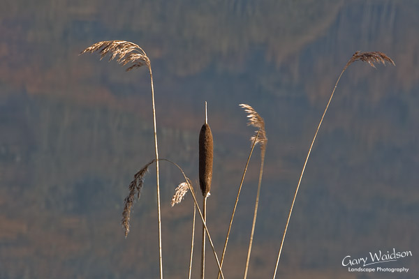 Reeds. Fine Art Landscape Photography by Gary Waidson