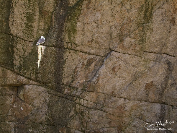 Seabird colony at Hamnoy. Fine Art Landscape Photography by Gary Waidson