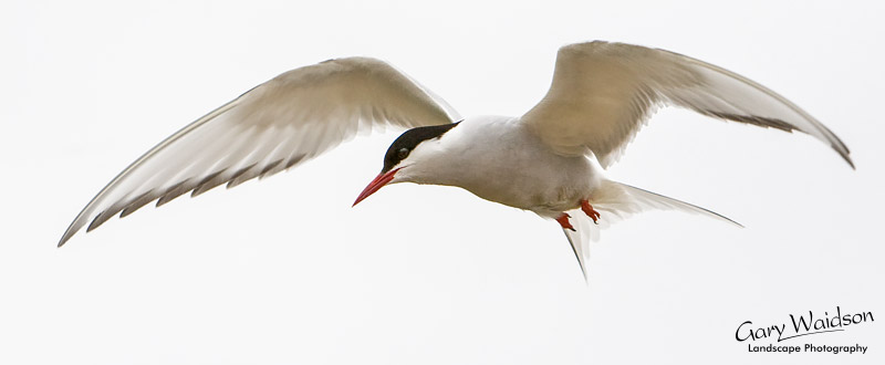 Arctic Tern. Waylandscape. Fine Art Landscape Photography by Gary Waidson